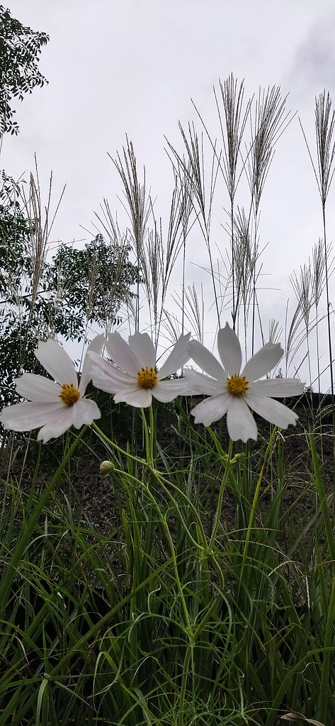 3兄妹
