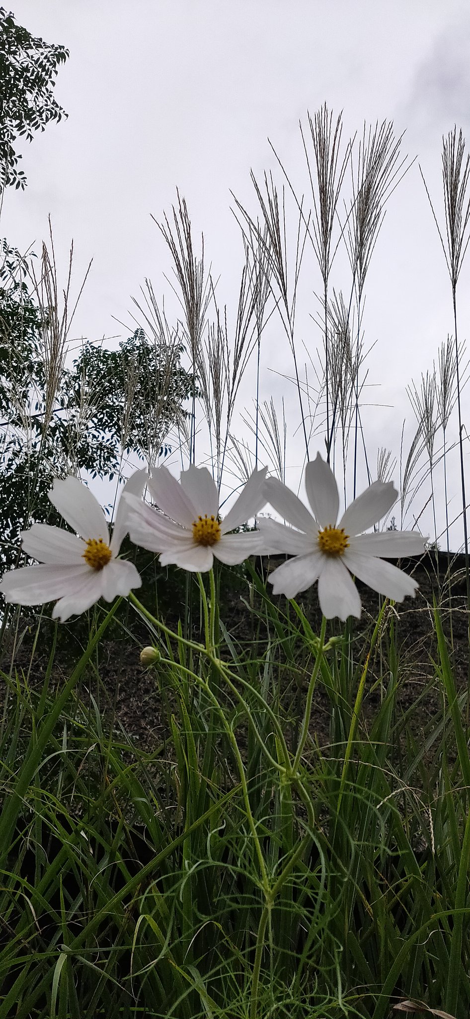 3兄妹