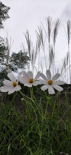 3兄妹