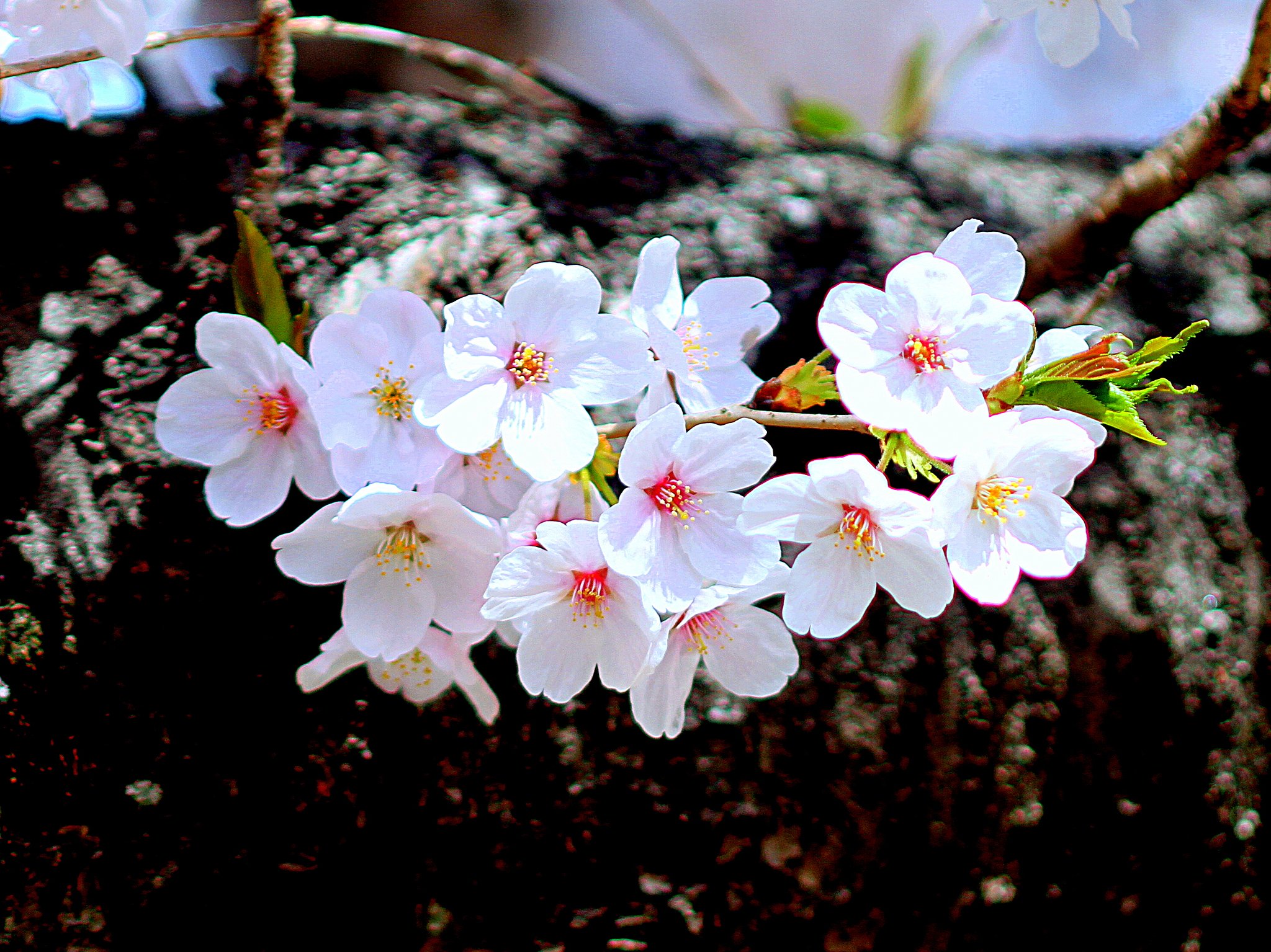 散歩道の桜