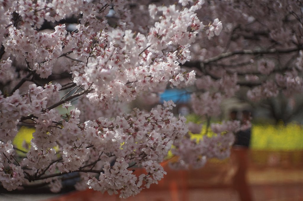蘆花恒春園の高遠桜