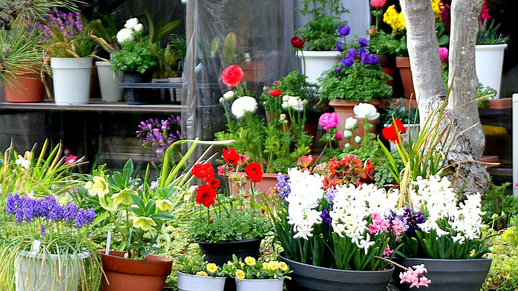 庭の花