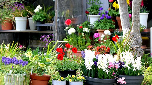 庭の花