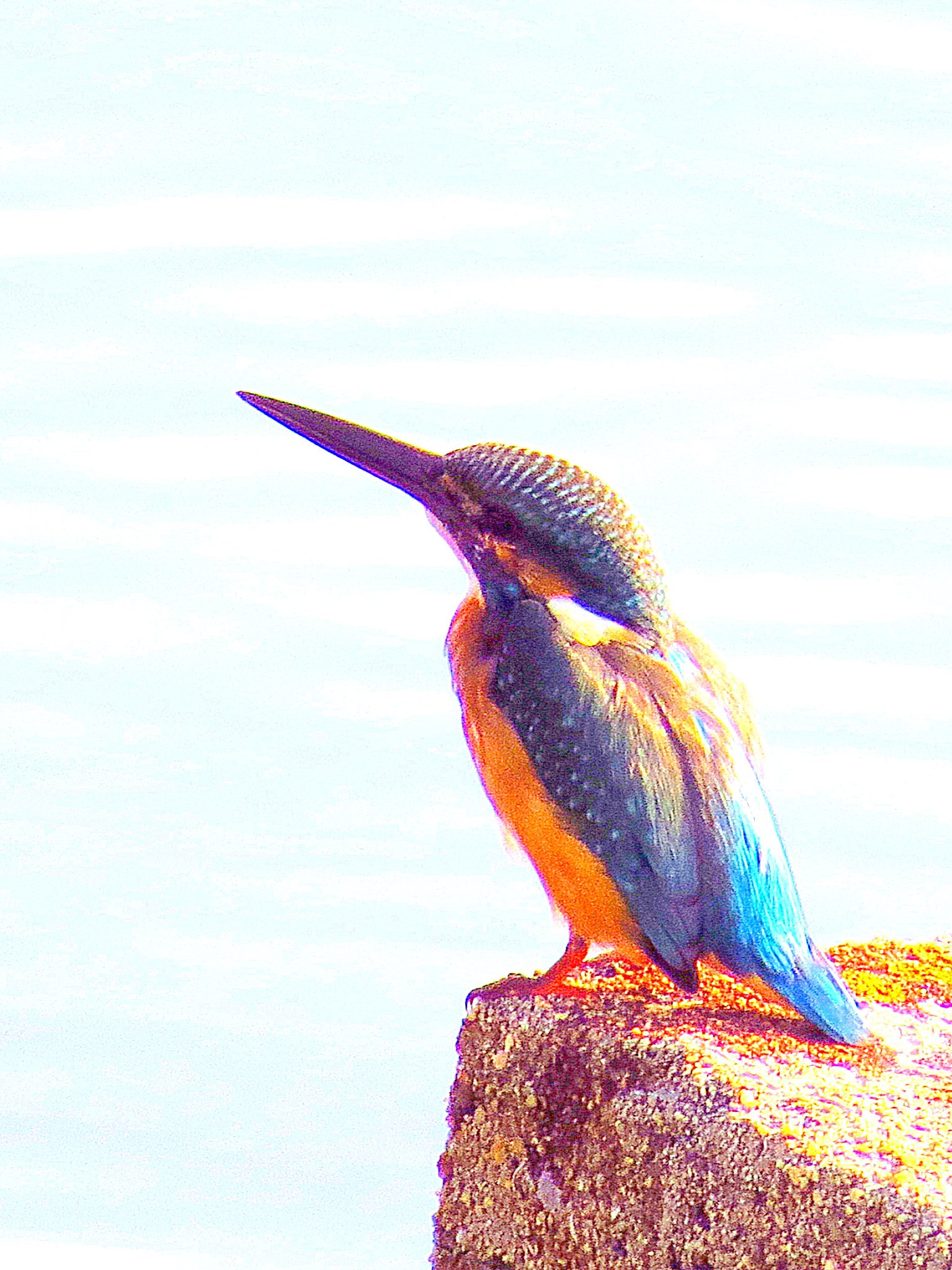 海に来たカワセミ
