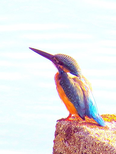 海に来たカワセミ