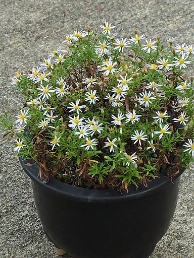 9月27日の写真