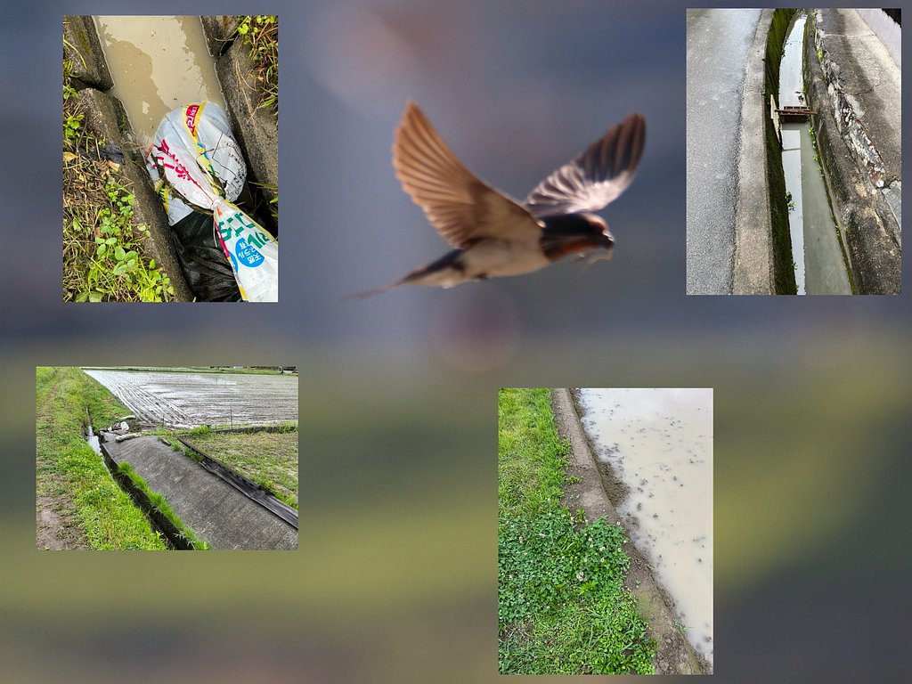 実家での農作業と野鳥たち