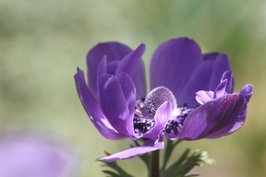 Sigma 105mmF2.8Macro