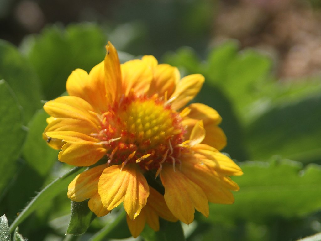 Tamron 28-300mmF3.5-6.3【IF】macro　A20