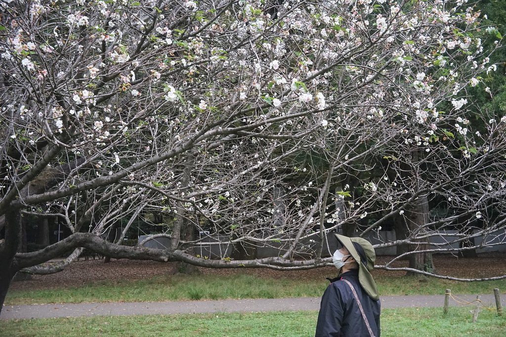 砧公園の十月桜