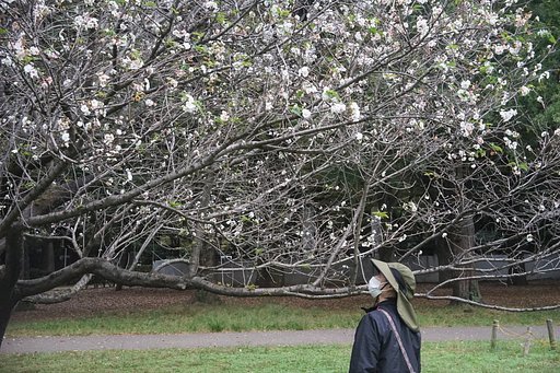 砧公園の十月桜