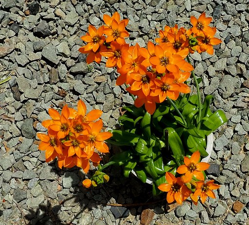 鉢の花