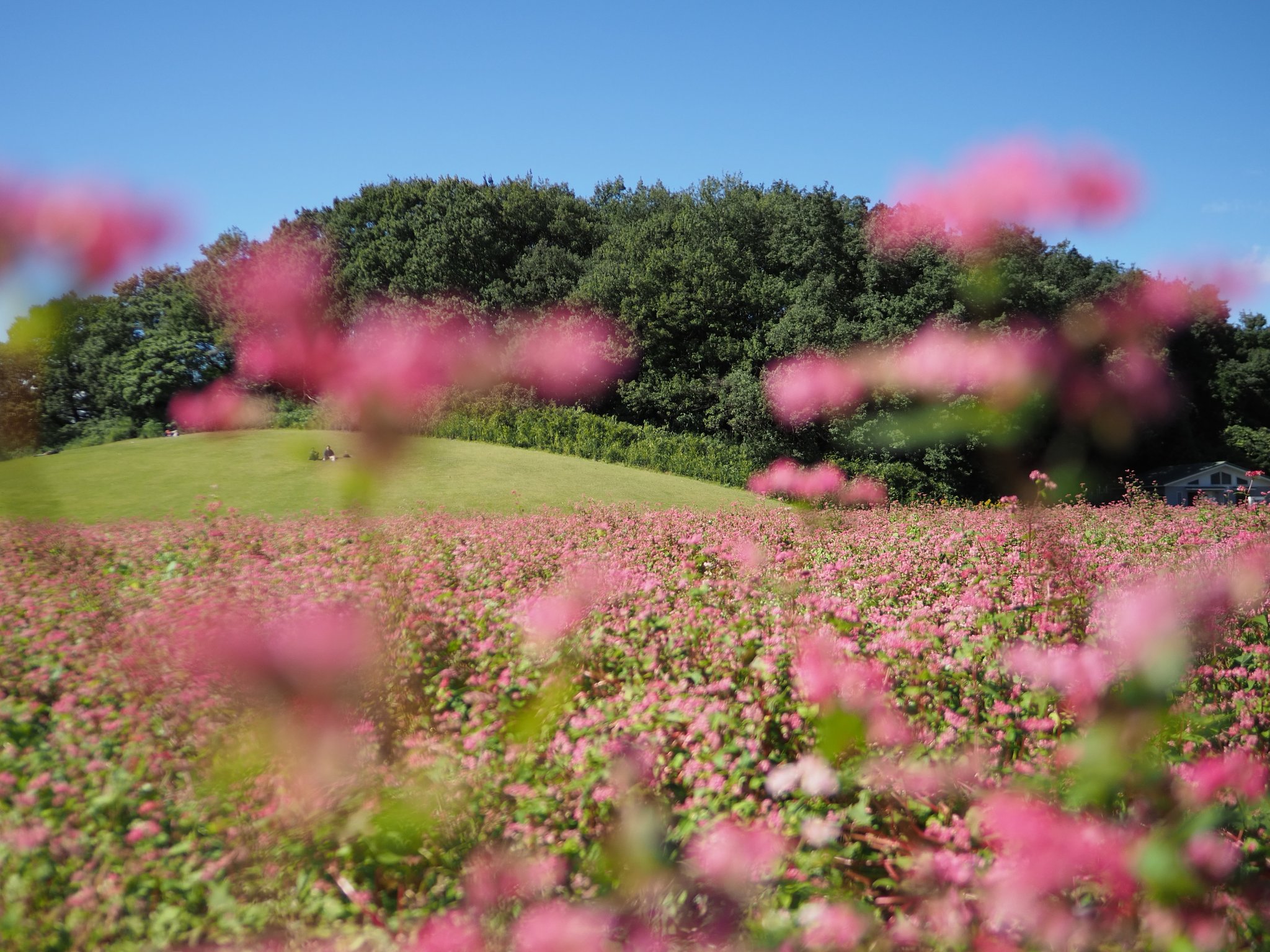 赤ソバ◎SUMMILUX 12mm/F1.4
