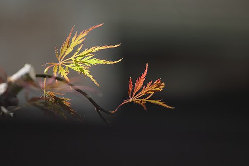 紅一葉