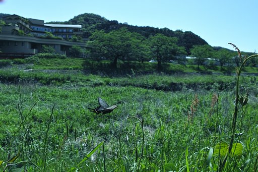 【新緑】に舞う