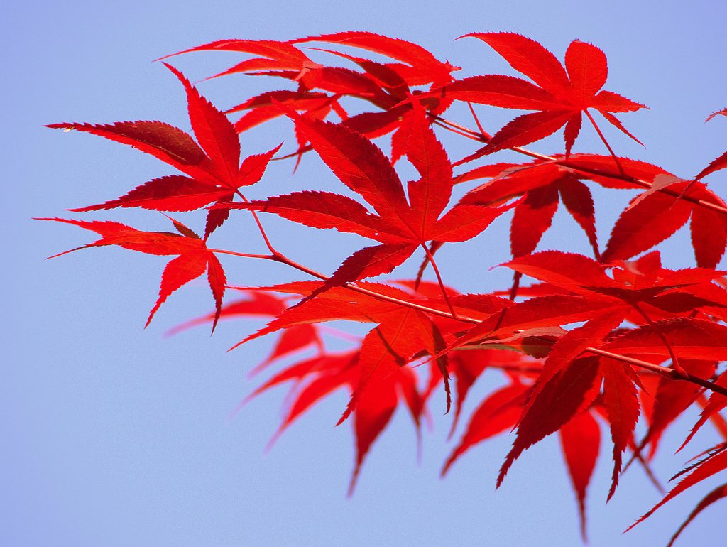 紅葉