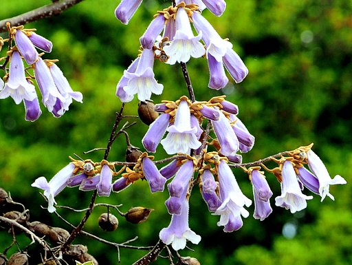 好みの色の桐の花