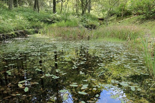 シラヒゲソウの咲く森