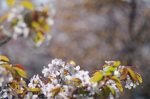 今年見納めの桜
