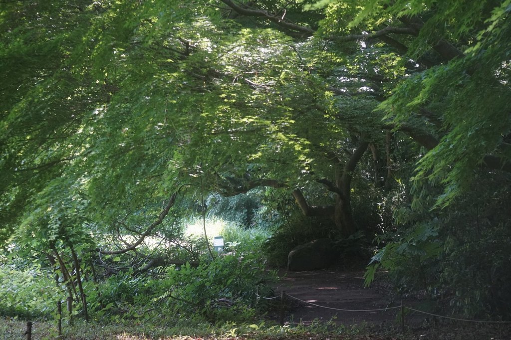 桜が丘すみれば自然庭園