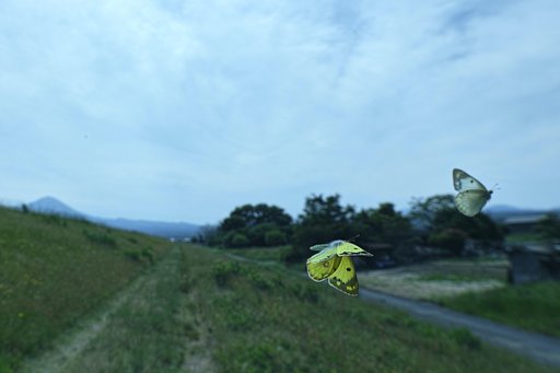 【新緑】に舞うモンキチョウ