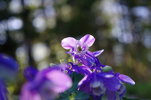 朝のオダマキ