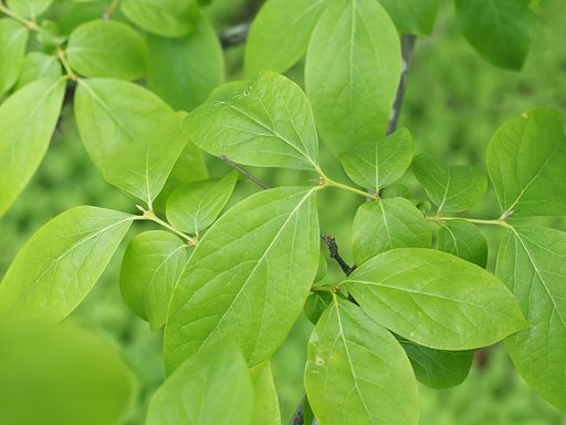満開の緑