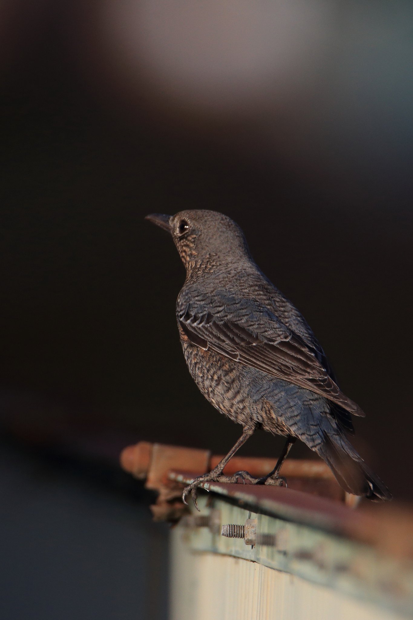 野鳥界の桐谷美玲さん再び
