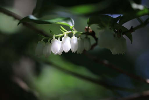 緑陰に整列（その２）