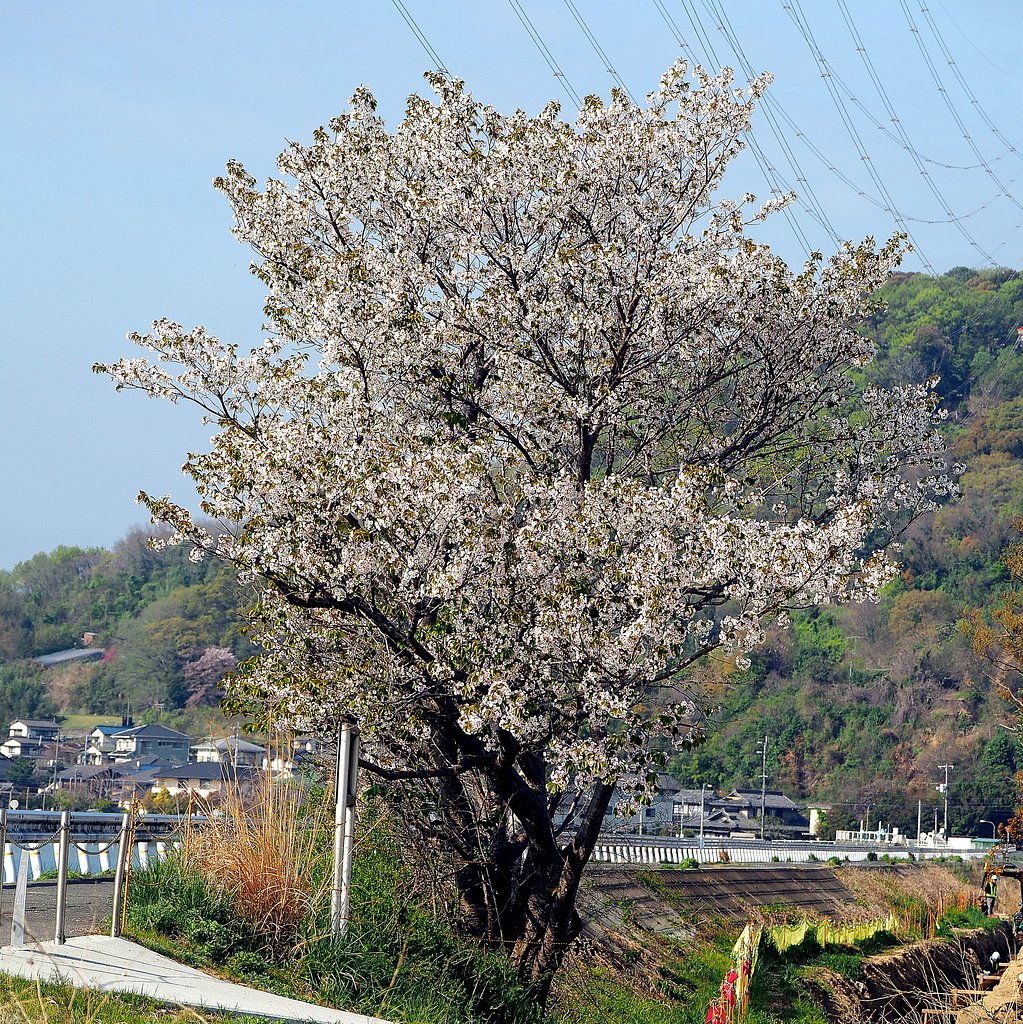 海岸の堤防の桜