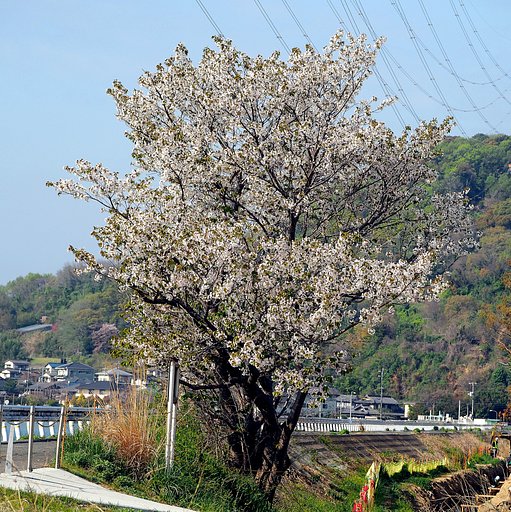 海岸の堤防の桜