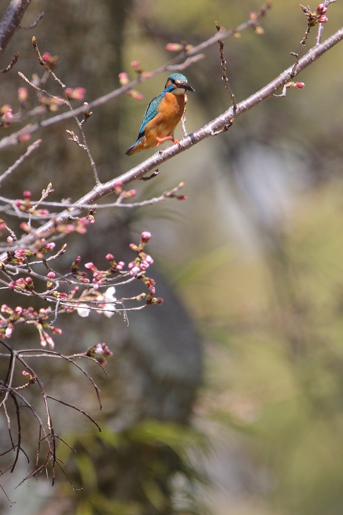 さらば愛しのカワセミたち