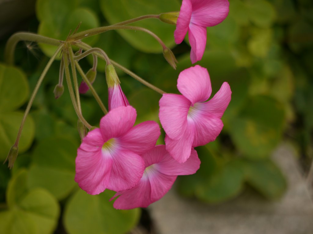 Lumix G VARIO 45-200mmF4-5.6