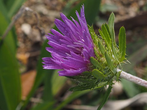 ZD35mmF3.5 macro+AdapterMMF-1