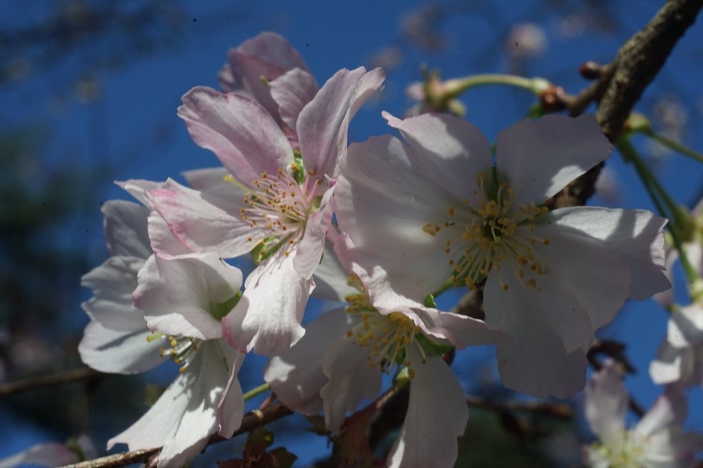 新宿御苑の十月桜