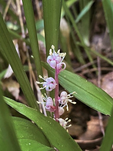 幸せを呼ぶ花