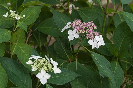 紫陽花、咲き始めました