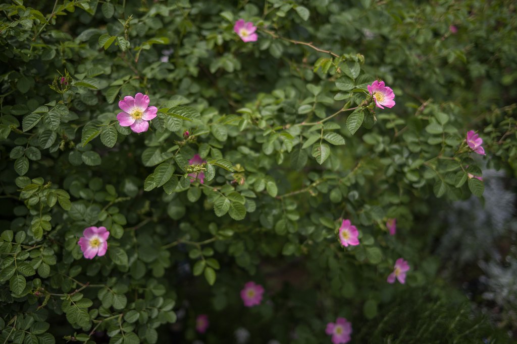 小さな薔薇
