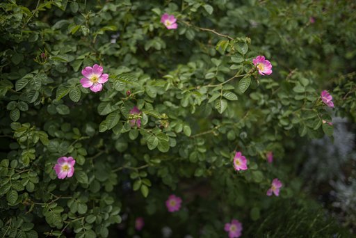 小さな薔薇