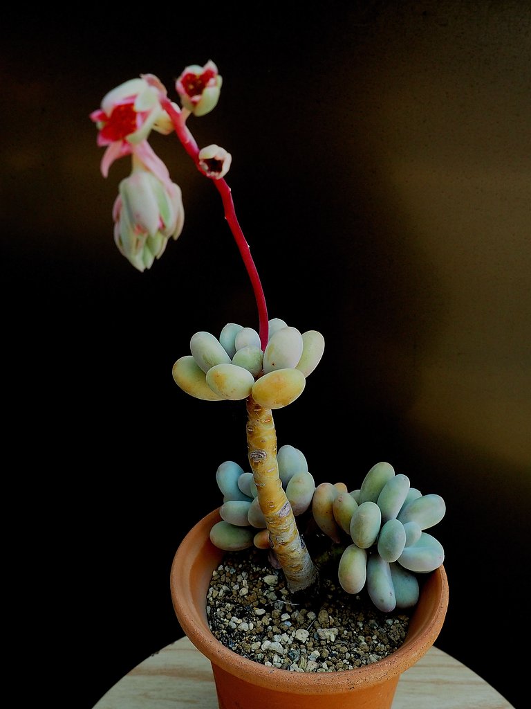 多肉植物