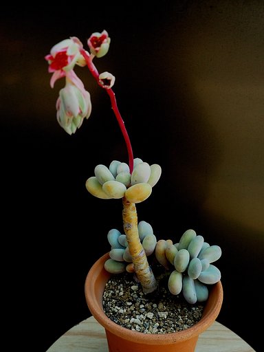 多肉植物