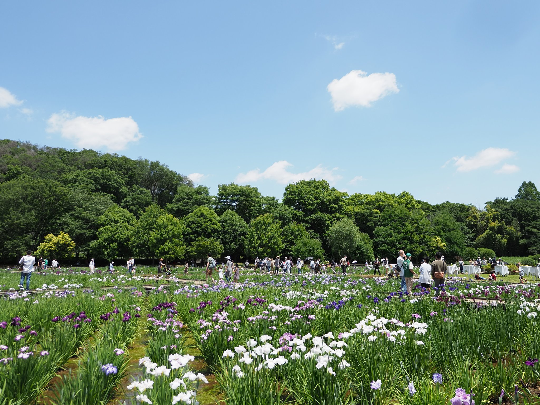 久々の華やぎ