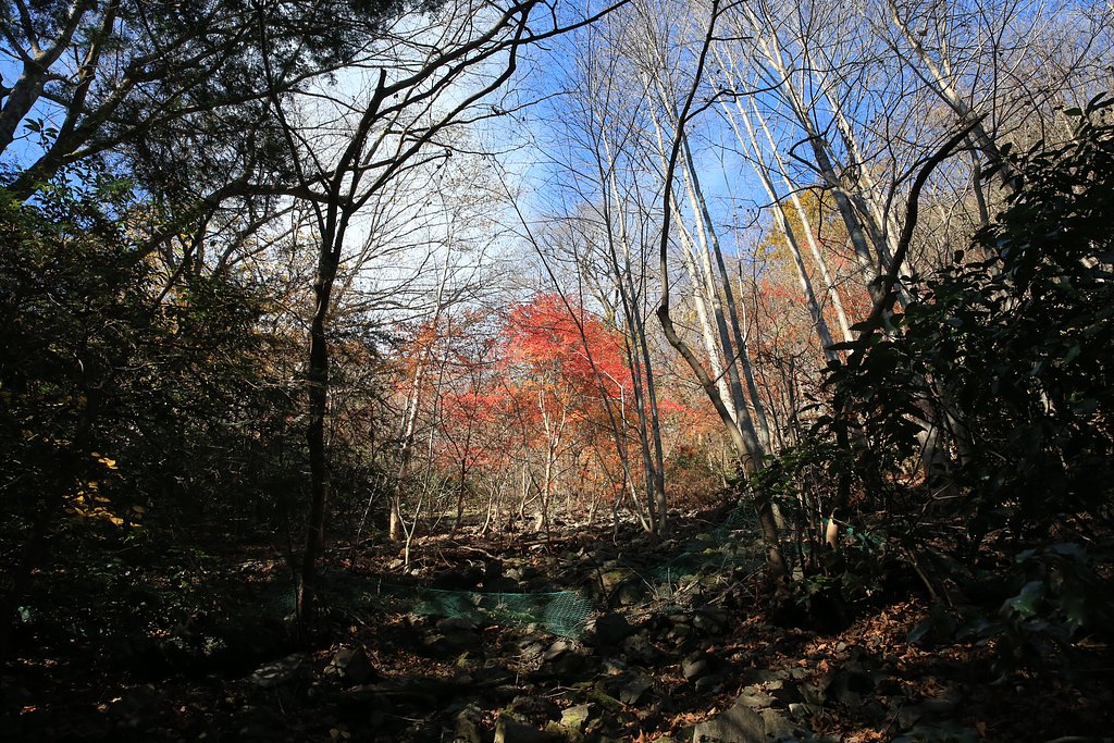 名残りの紅葉