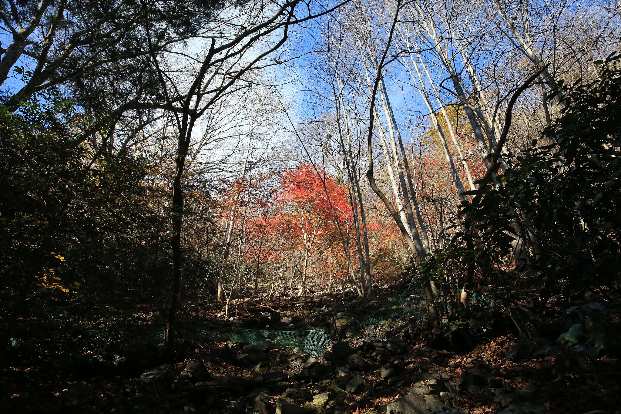 名残りの紅葉