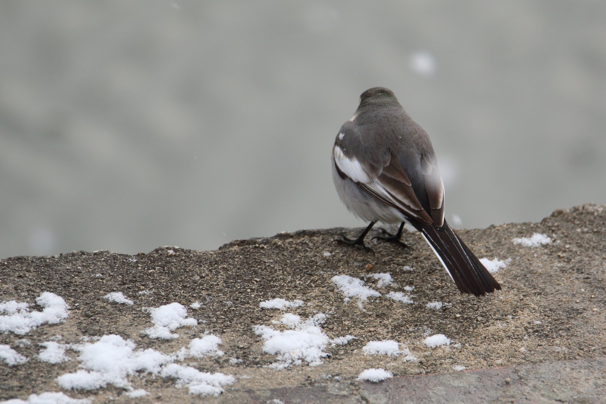 野鳥と前ボケ