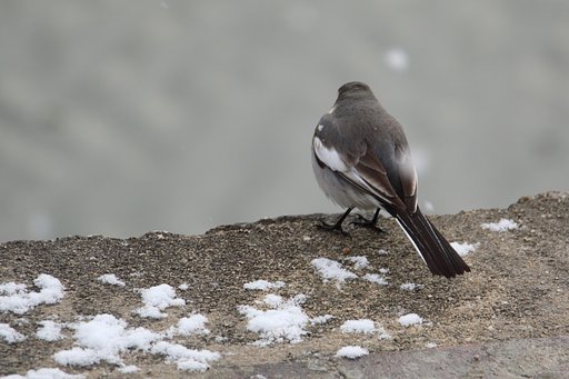 野鳥と前ボケ