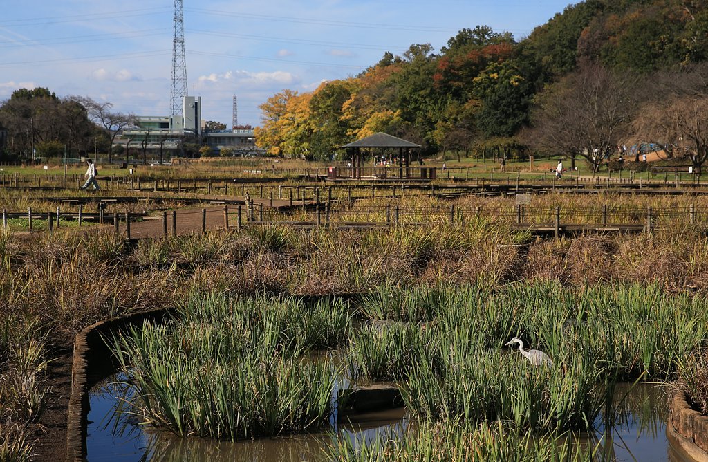アオサギの遊ぶ公園