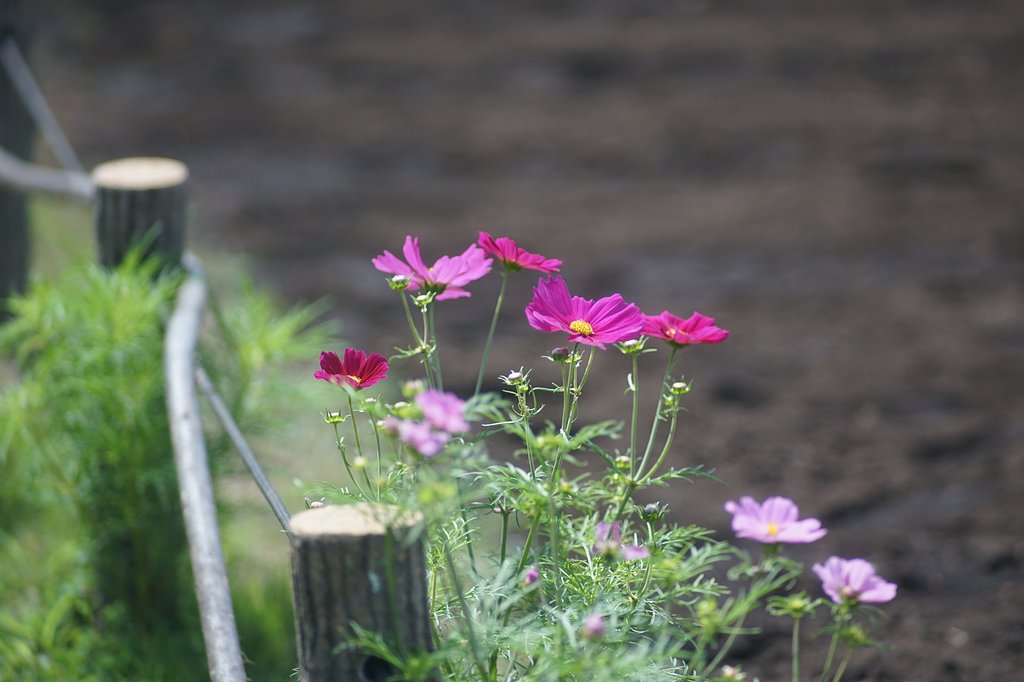 蘆花恒春園にて、初夏のコスモス