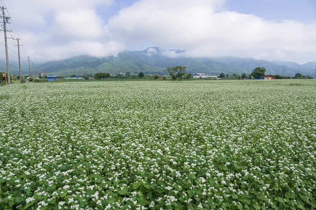 故郷の蕎麦畑