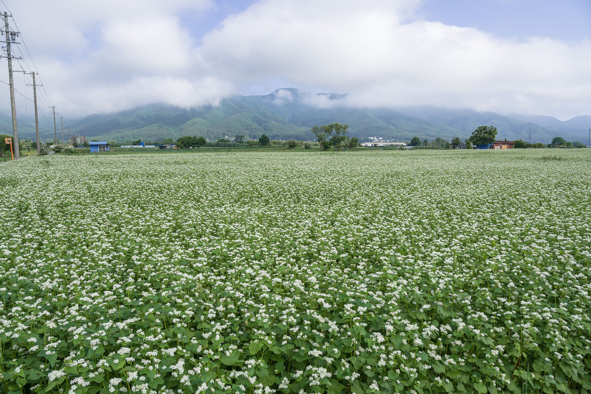 故郷の蕎麦畑